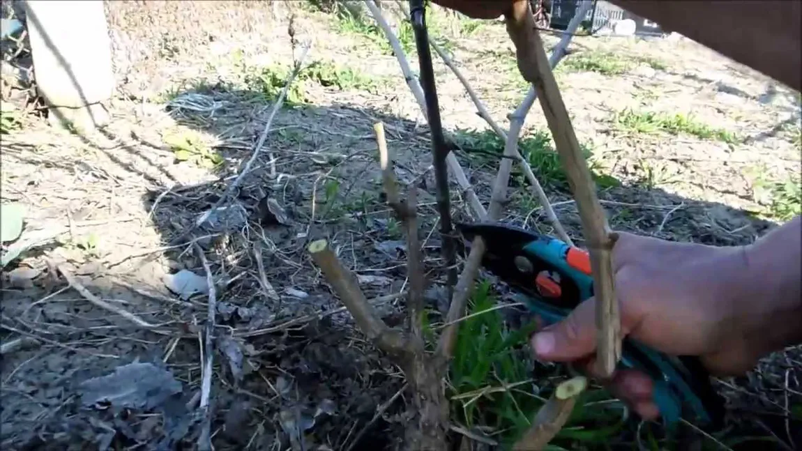 Cum se taie corect viţa de vie. Câţi ochi se lasă pe o coardă VIDEO