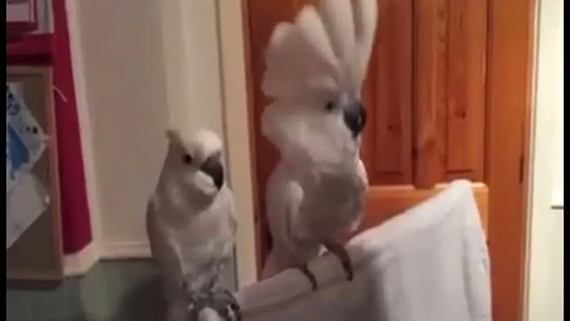 Imagini de senzaţie cu papagali care dansează VIDEO