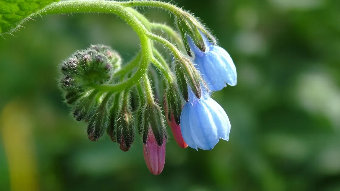 Tratamente naturale care grăbesc vindecarea tăieturilor