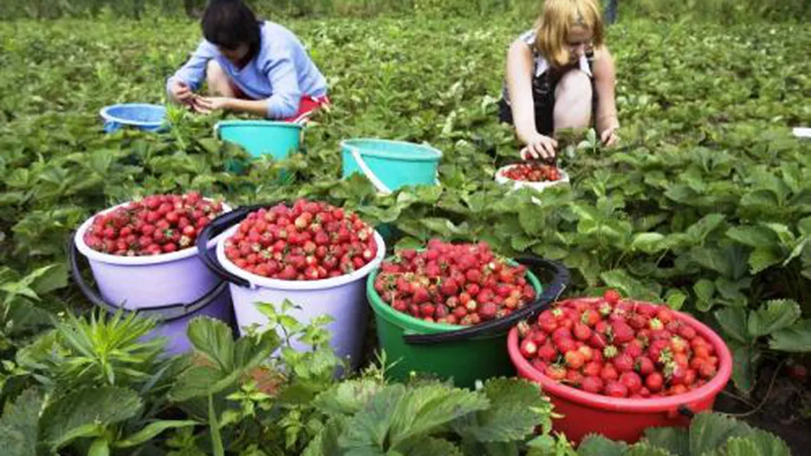 Românii care pleacă la muncă în străinătate, afectaţi de planurile Guvernului de modificare a Codului Fiscal