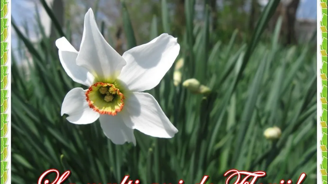 MESAJE de FLORII. Cele mai frumoase urări pentru cei care poartă nume de floare