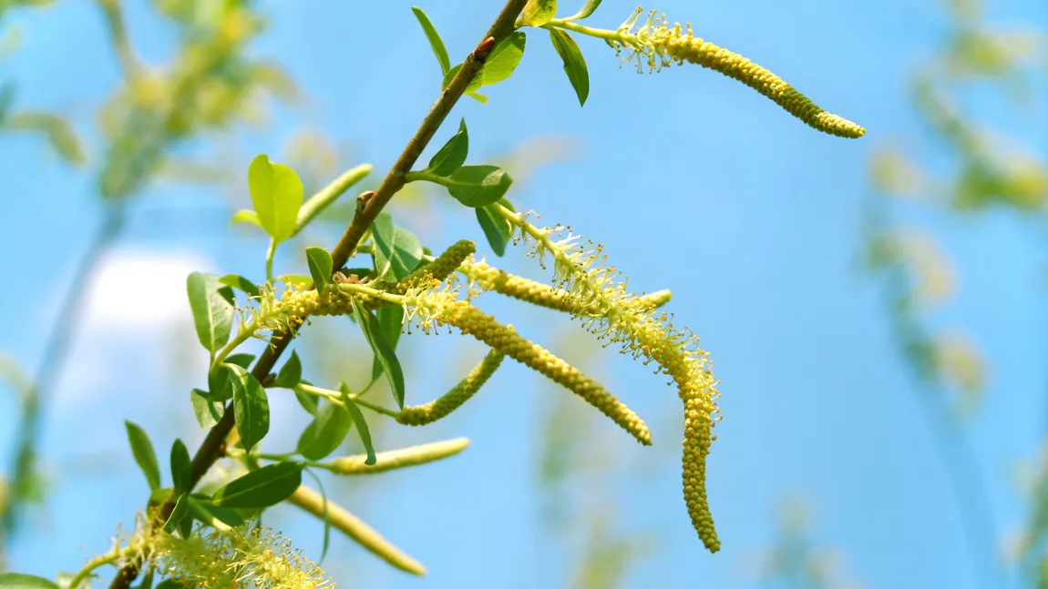 Salcia, analgezic natural