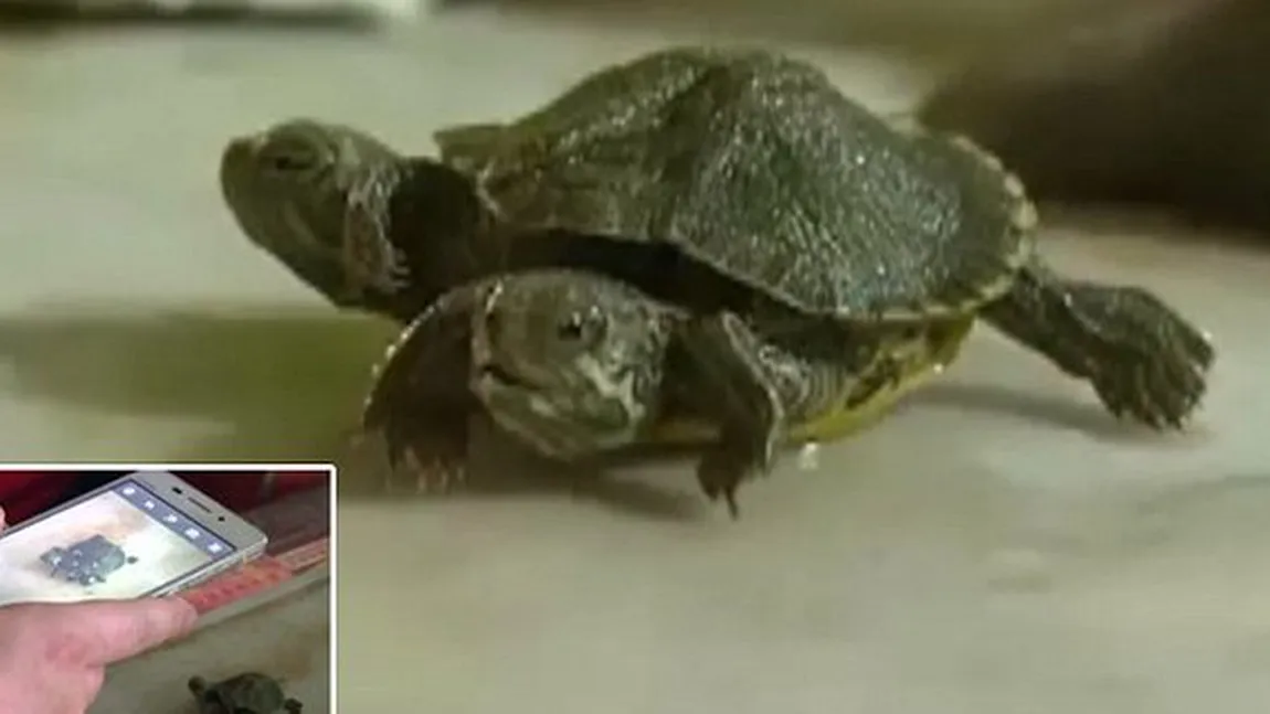 Broasca mutant. Într-un pet shop din China a fost găsită o ţestoasă cu două capete şi şase picioare VIDEO