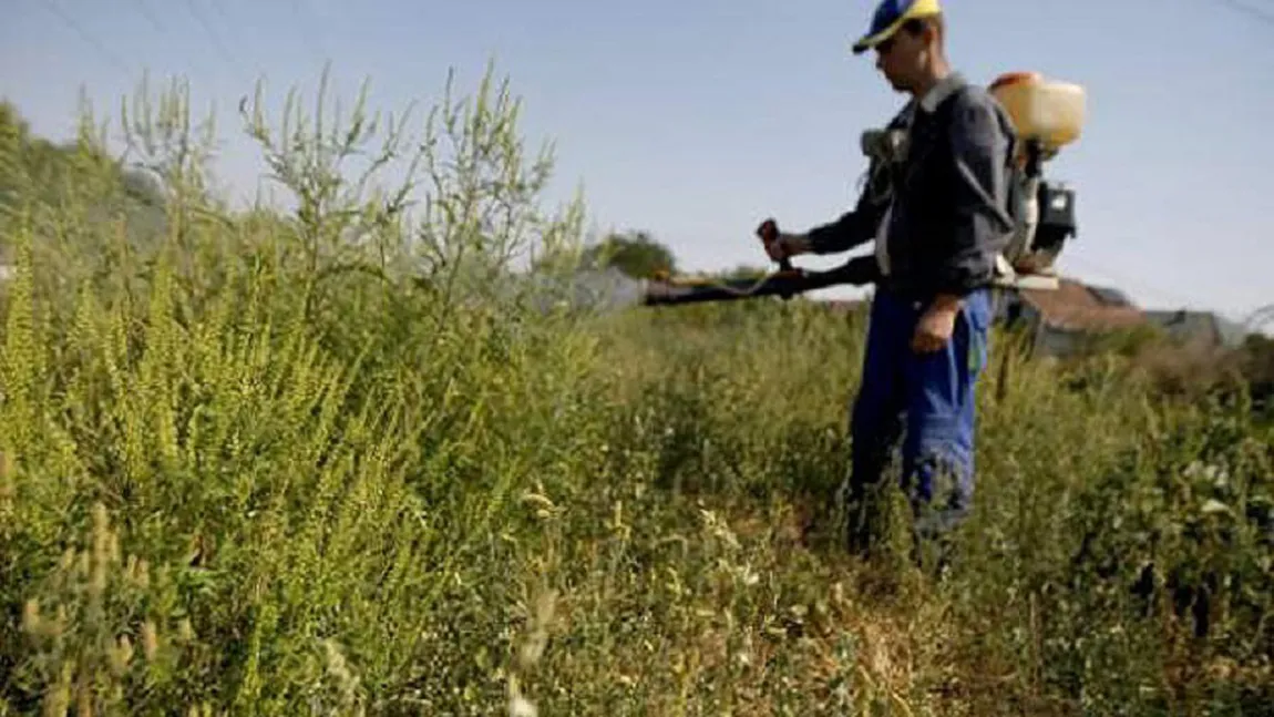 Ai putea fi amendat cu până la 50.000 lei dacă nu distrugi o buruiană din curtea ta! Despre ce plantă este vorba