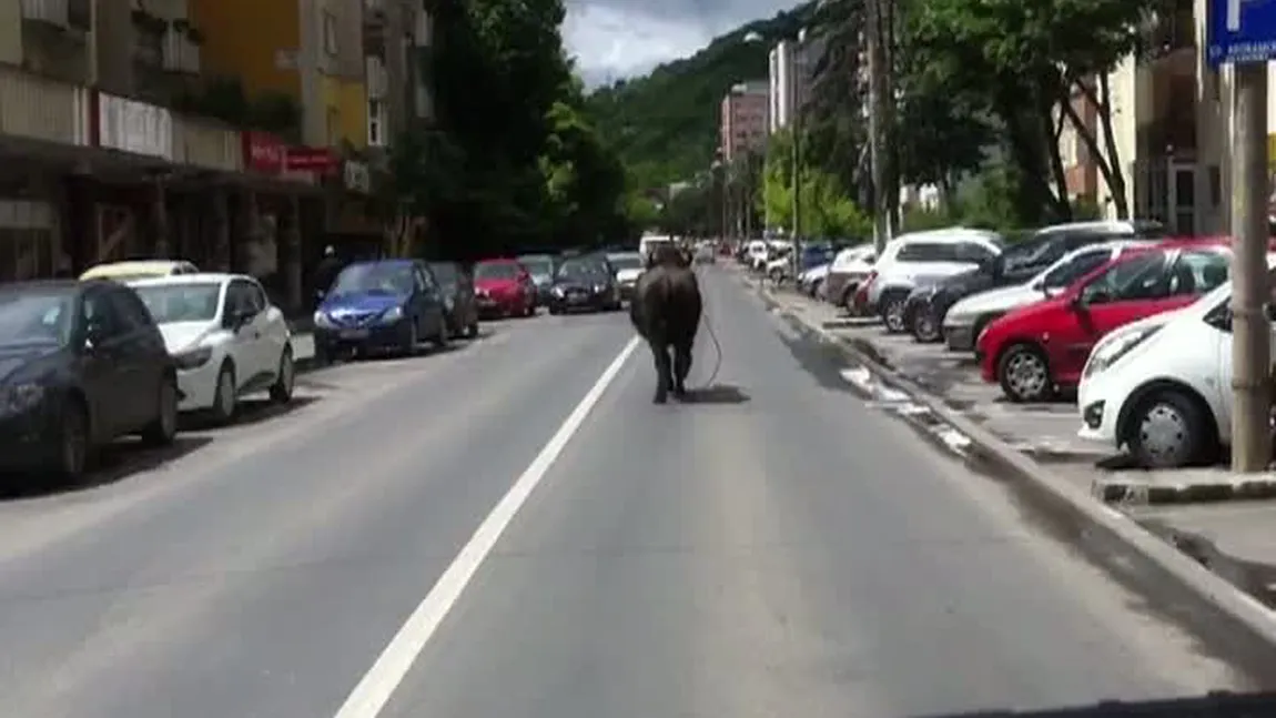 Panică la Cluj. Un bivol a fost filmat în timp ce alerga printre oameni şi maşini VIDEO