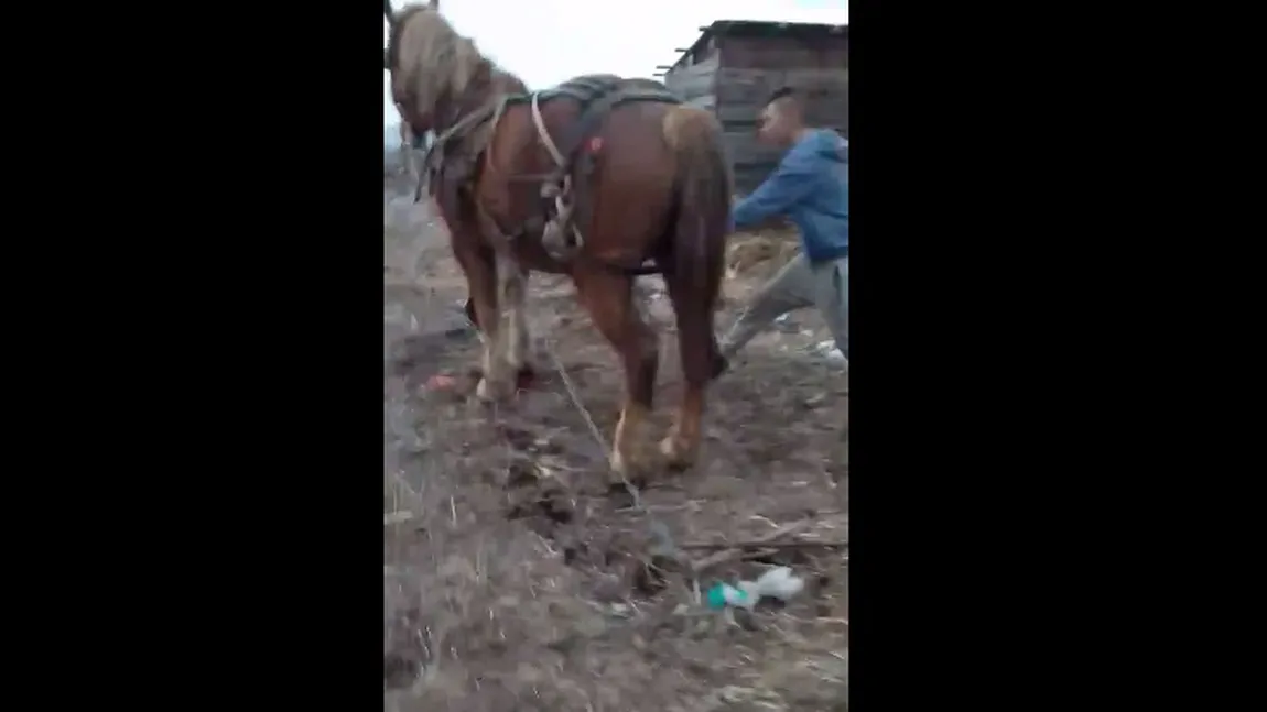 Cruzime fără margini, cal lovit cu toporul pentru a trage o dală de beton VIDEO