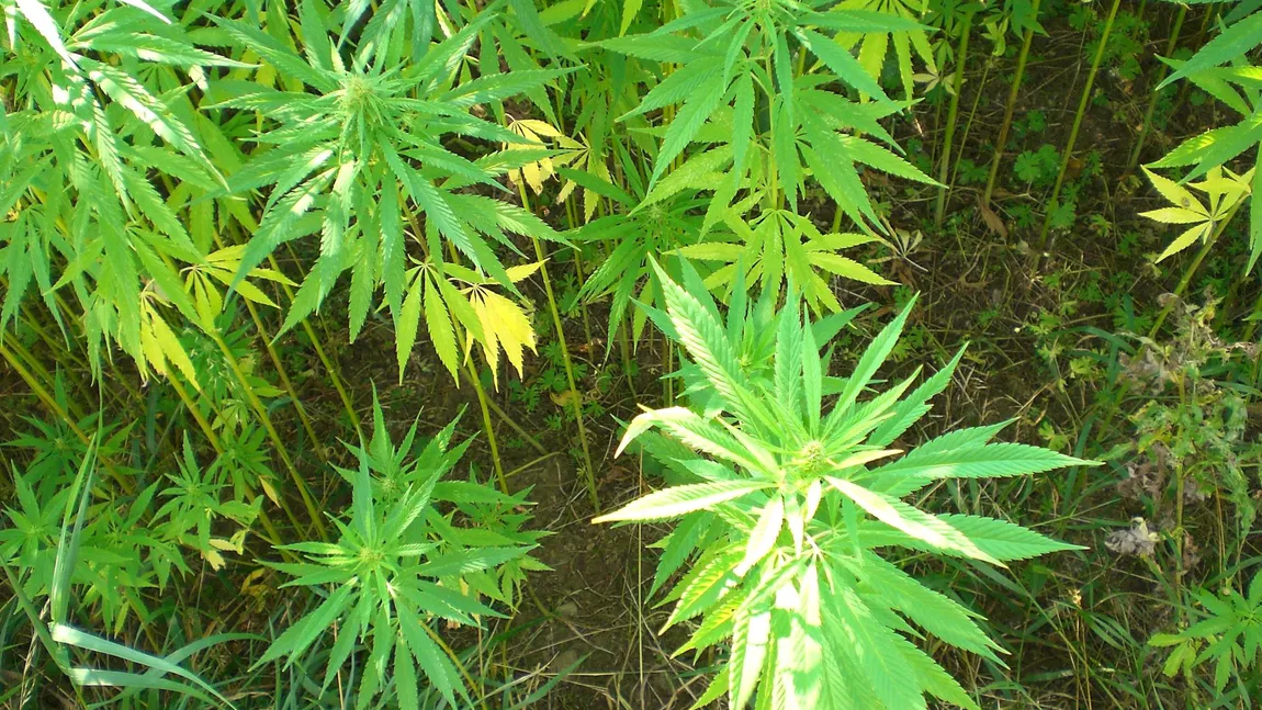 Patru persoane care aveau o cultură de cannabis într-o locuinţă din judeţul Constanţa, condamnate pentru trafic de droguri