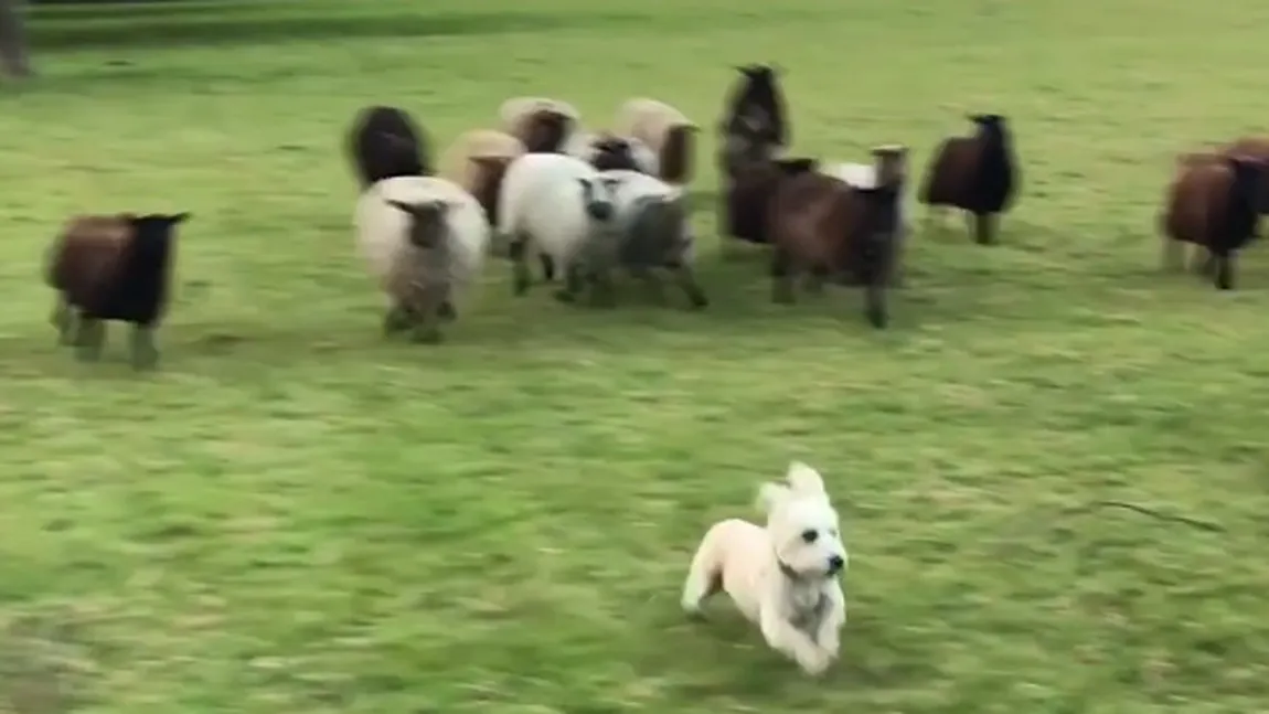 Cel mai HAIOS căţel. Iată cum se joacă cu o turmă de oi VIDEO FUNNY