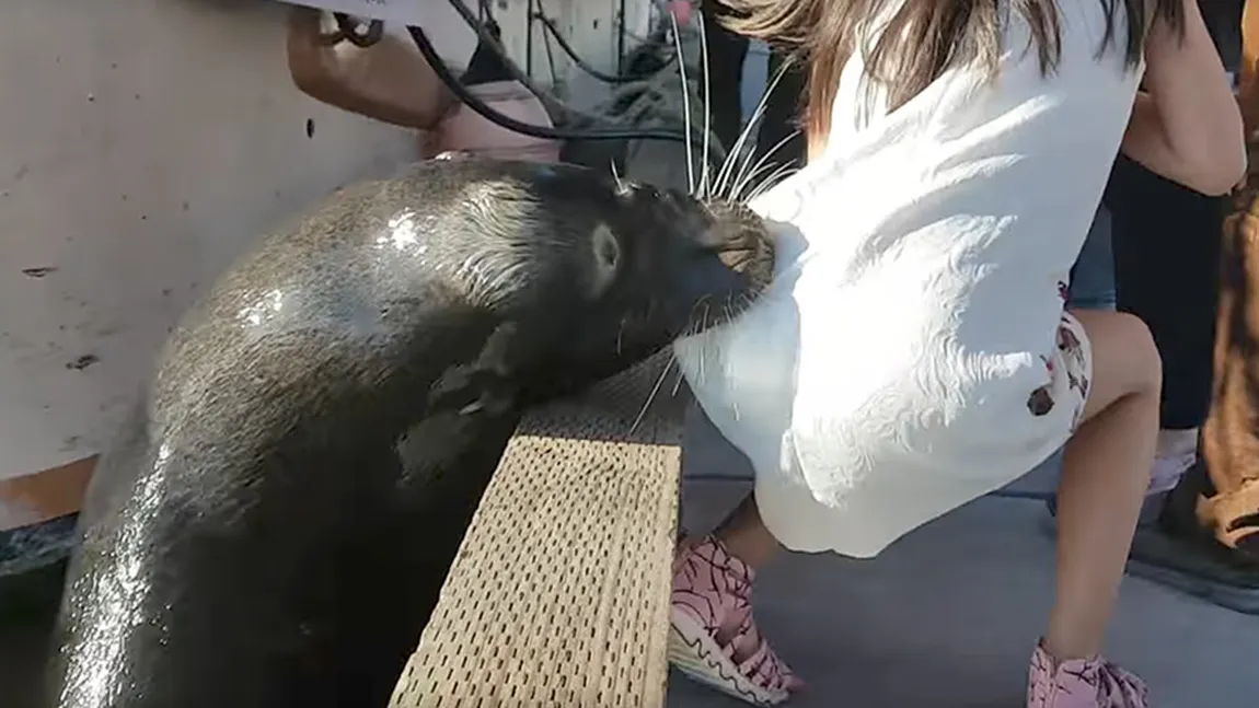 Momente de groază într-un port canadian. Un leu de mare trage în apă o fetiţă VIDEO