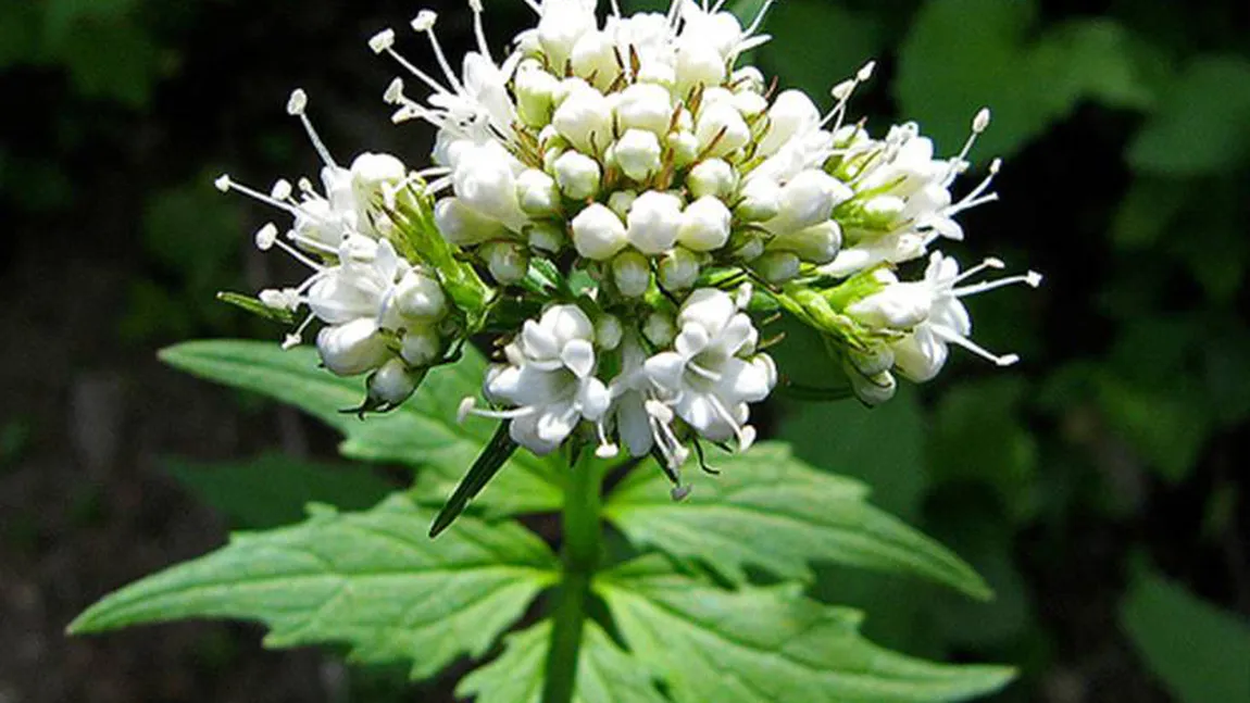 Ce plante ţi se potrivesc în funcţie de zodie