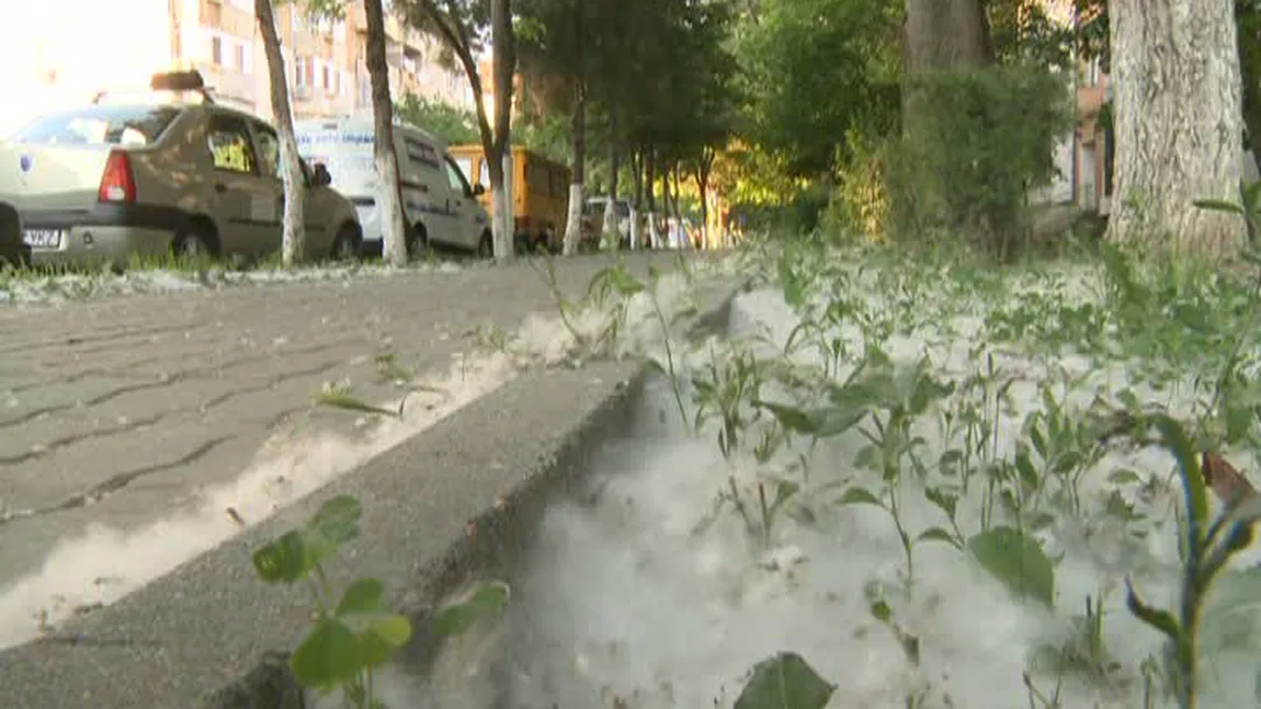 Puful de plop, cel mai mare duşman al românilor care suferă de alergii VIDEO