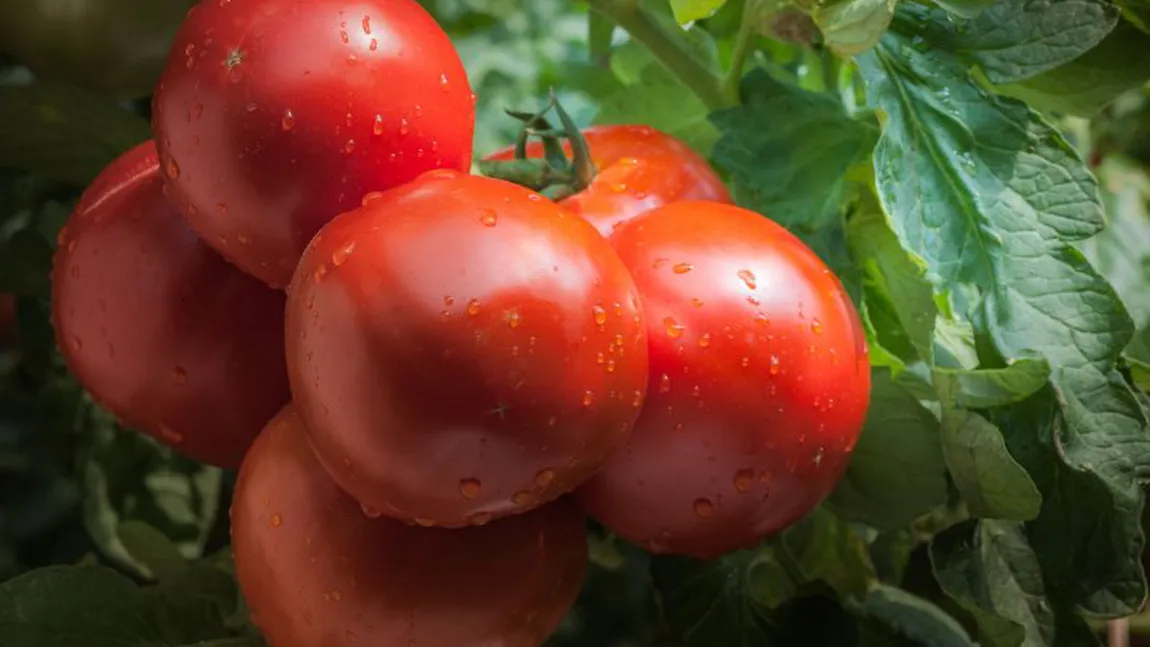 Rectorul Universității Agronomice dezvăluie de ce nu au gust roşiile din supermarketuri: 