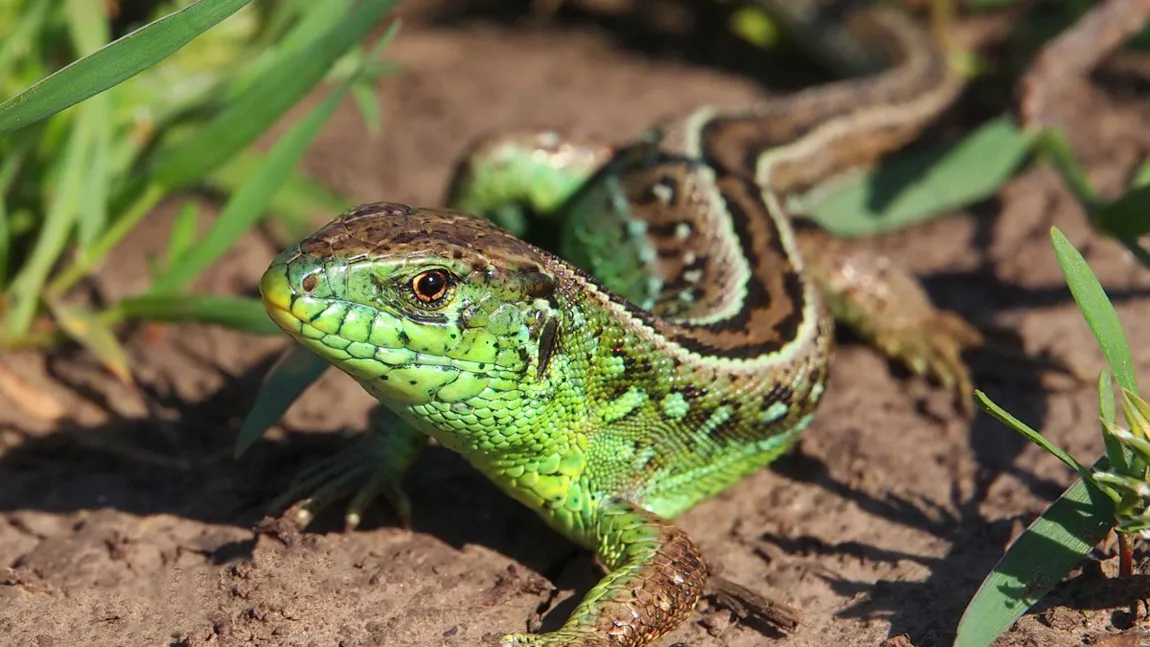 Cercetătorii UBB au descoperit o nouă familie de reptile mezozoice din Transilvania