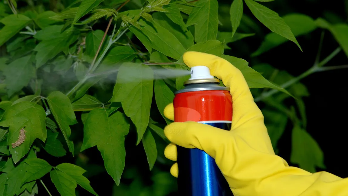Stropeşte plantele din casă cu apă şi oţet şi bucură-te de beneficiile lor