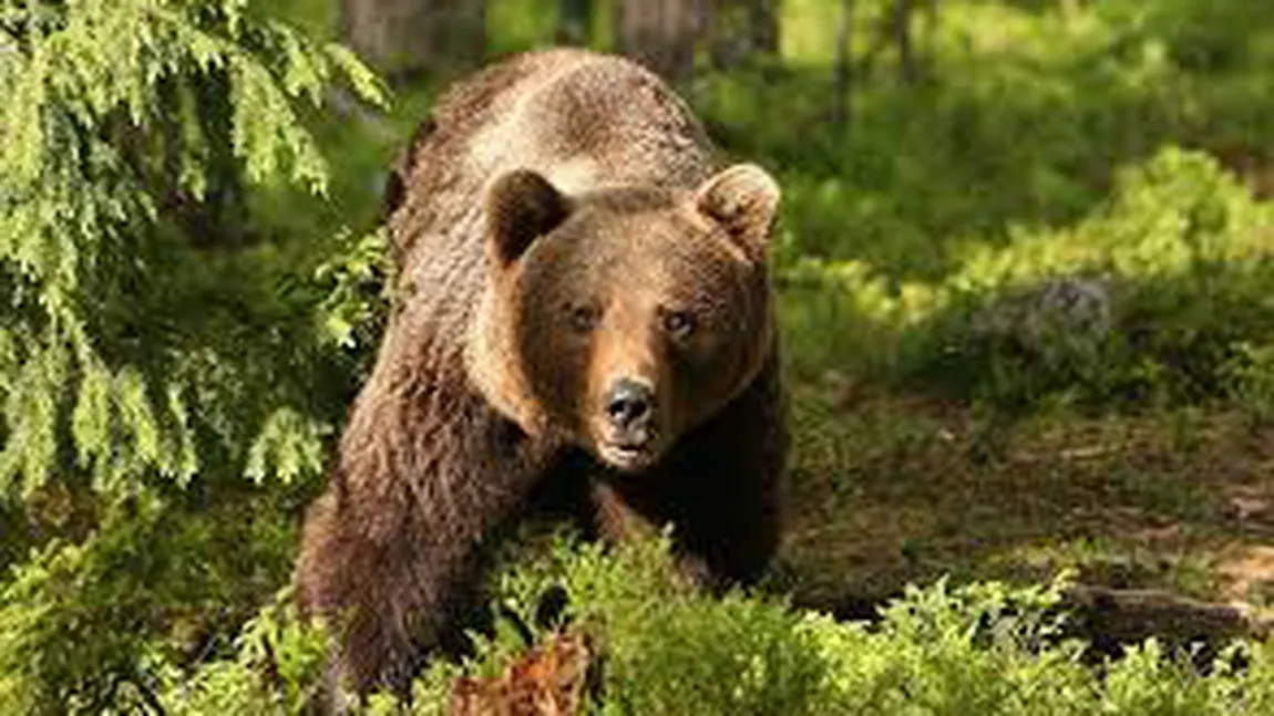 Cinci turişti, blocaţi pe munte din cauza unui urs. Apel disperat la Serviciul Salvamont