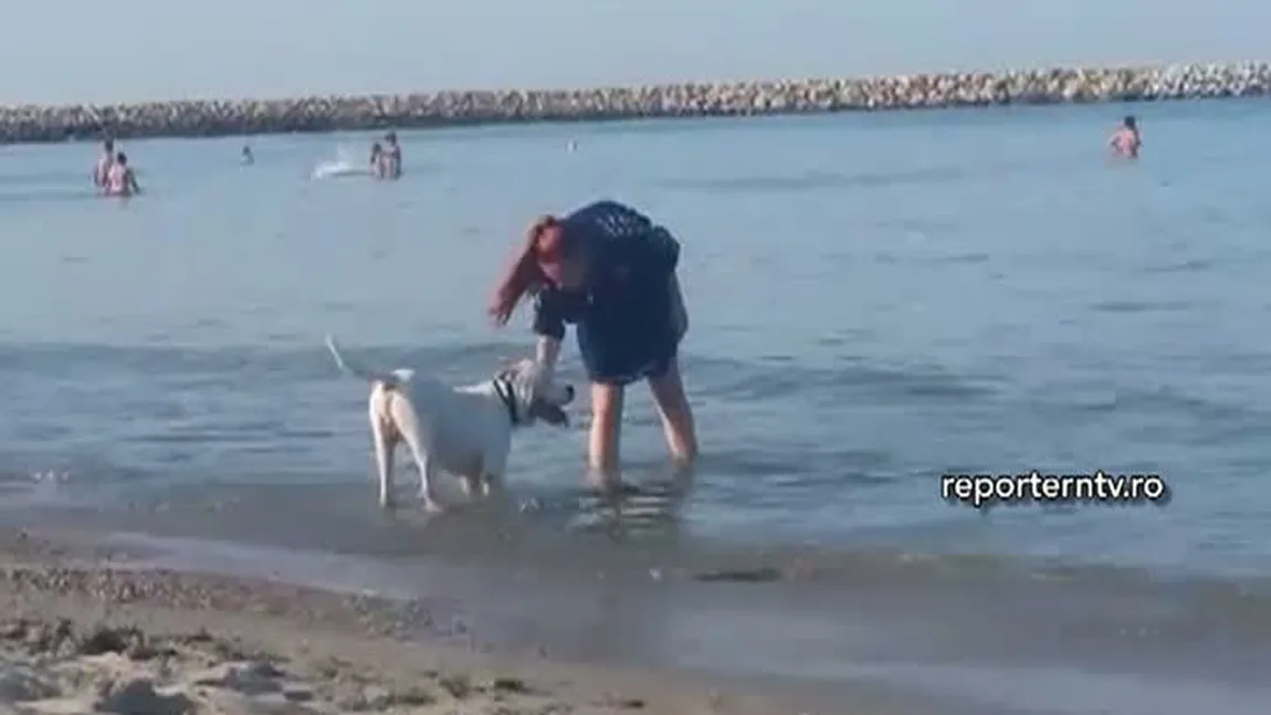 Imagini uluitoare pe plajă, la Constanţa. Câine de luptă plimbat pe plajă, printre turişti VIDEO