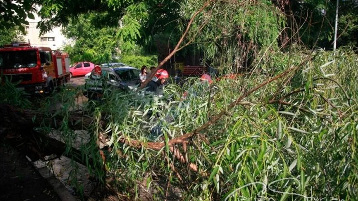 Un copac uriaş s-a prăbuşit peste clădirea în care funcţionează un centru şcolar din Râmnicu Sărat FOTO