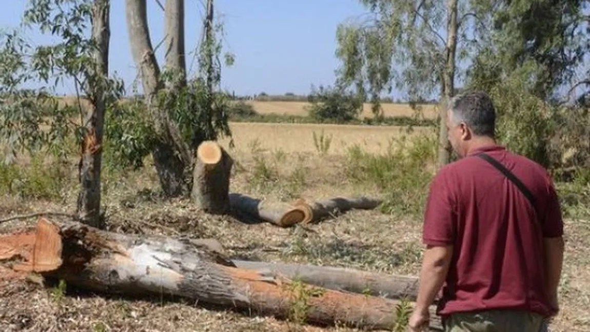 Român mort la muncă în Italia. A fost strivit de copacul pe care îl tăia