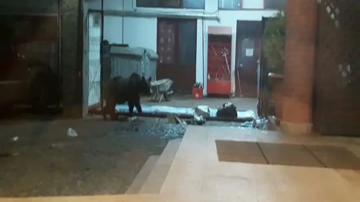 Urşii în căutare de mâncare, musafiri nepoftiţi la un hotel din Argeş VIDEO