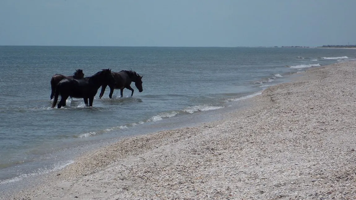 Imagini inedite la malul Mării Negre! Mai mulţi cai sălbătici au fost surprinşi în timp ce se răcoreau în apa mării FOTO