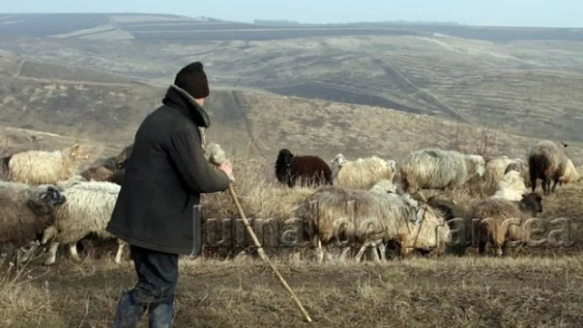 Bărbatul care ceruse ajutor spunând că a fost atacat de un urs a făcut o farsă. Autorităţile l-au căutat timp de cinci ore