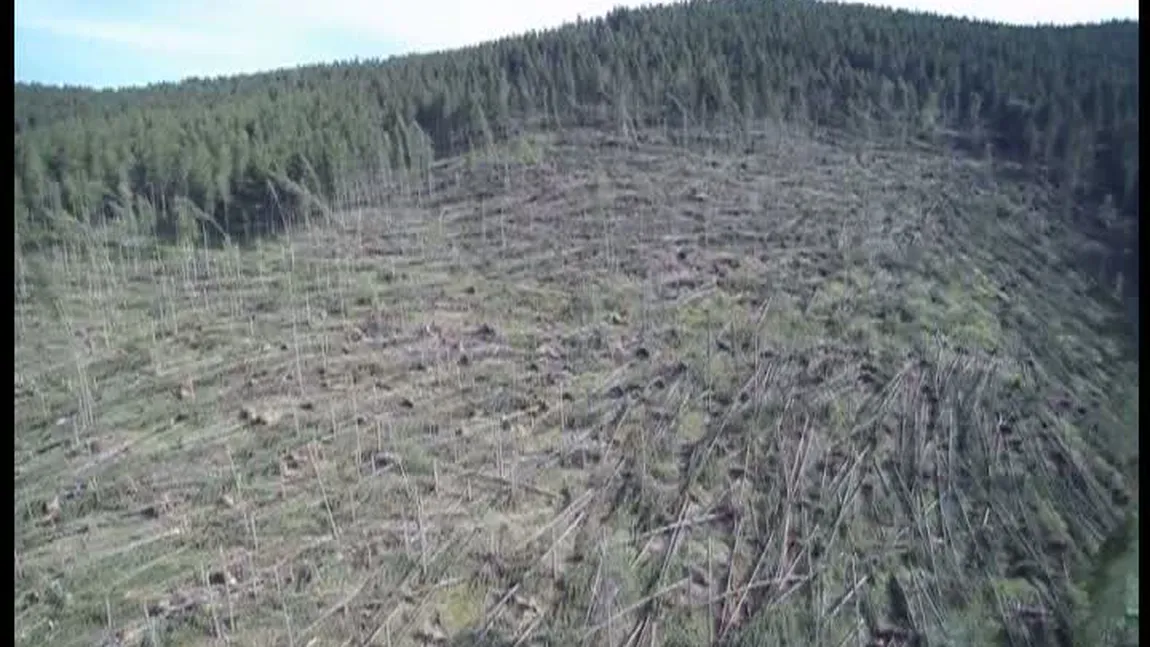 O pădure întreagă a fost pusă la pământ de vijelie VIDEO