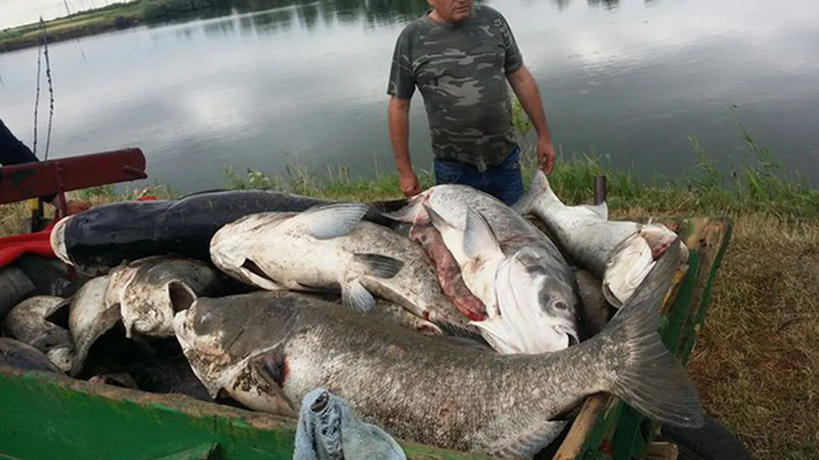 O tonă şi jumătate de peşti au murit din cauza caniculei, într-o baltă din Sânnicolau Mare