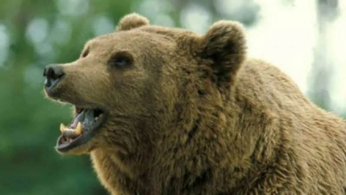 Un tânăr angajat al unei tabere de vară din SUA s-a trezit cu capul în gura unui urs
