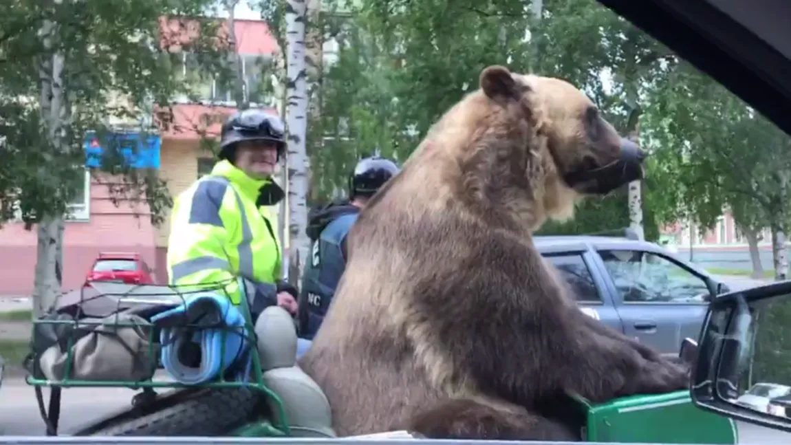 Cu ursul pe motocicletă. Imagini ireale surprinse în nordul Rusiei VIDEO