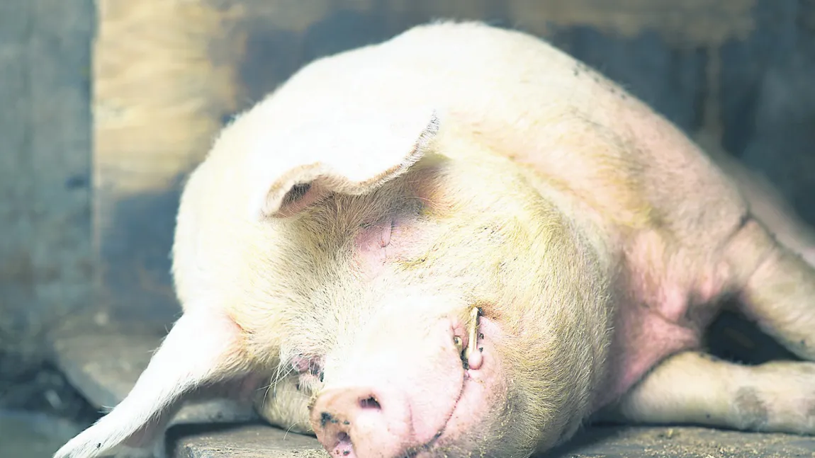 Rusia: Serviciul Federal Veterinar a introdus restricţii temporare pentru porcii vii şi pentru produsele de porc din România