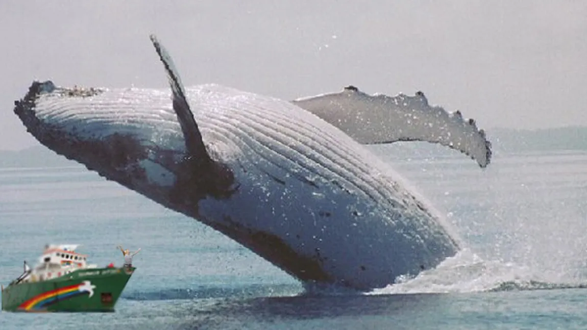 O balenă a lovit o ambarcaţiune cu turişti. Mai multe persoane au fost rănite