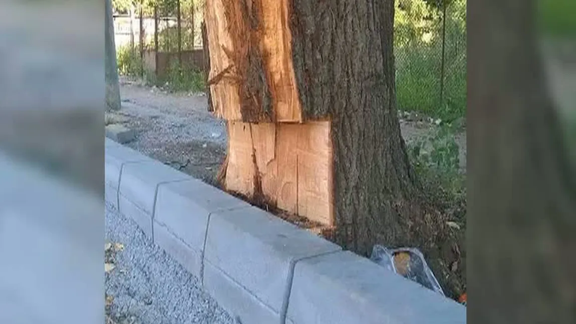 Pomi ciopârţiţi, ca să facă loc bordurilor. Imagini revoltătoare