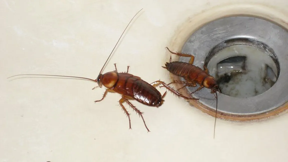 Pulverizează acest preparat în casă şi scapă de gândaci