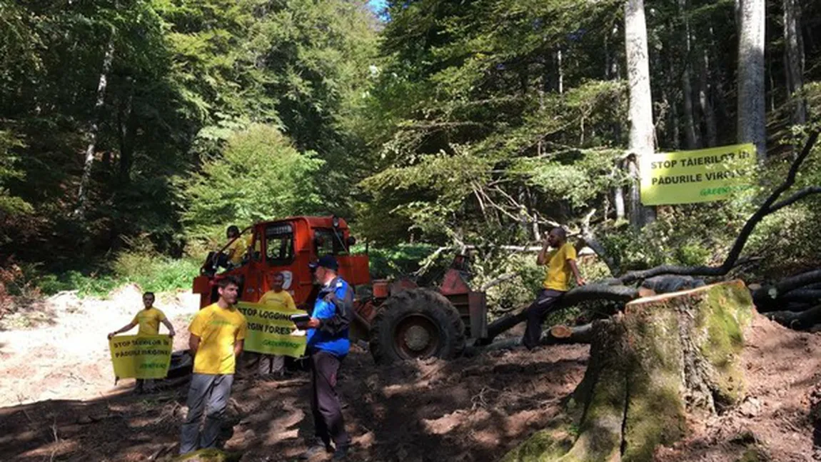 Protest al activiştilor Greenpeace faţă de exploatarea forestieră din Munţii Ciucaş. Reacţia Romsilva