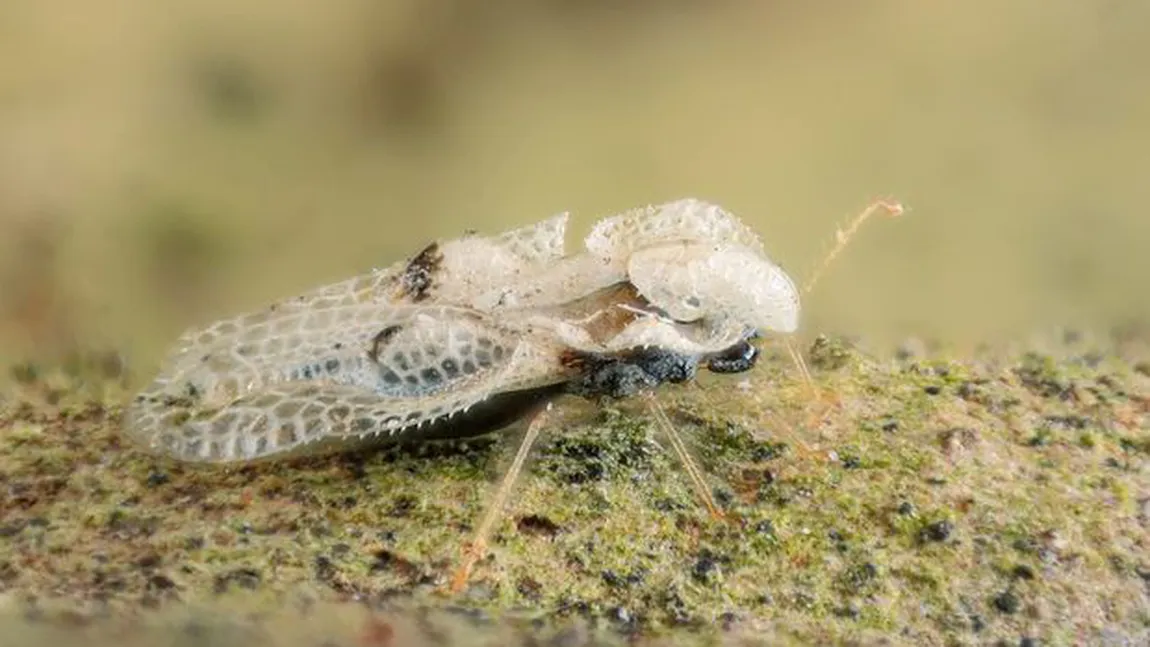 Tigrul Platanului, insecta care îi terorizează pe români. Tot mai mulţi oameni se plâng de înţepăturile sale