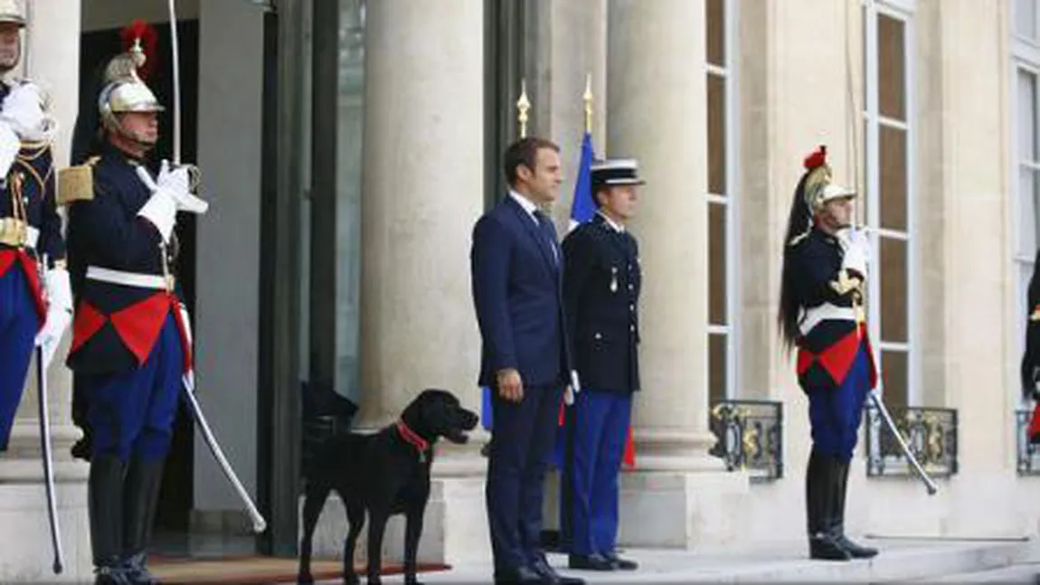 Emmanuel Macron şi-a luat câine. Preşedintele Franţei va fi păzit la Elysee de un metis de labrador şi grifon