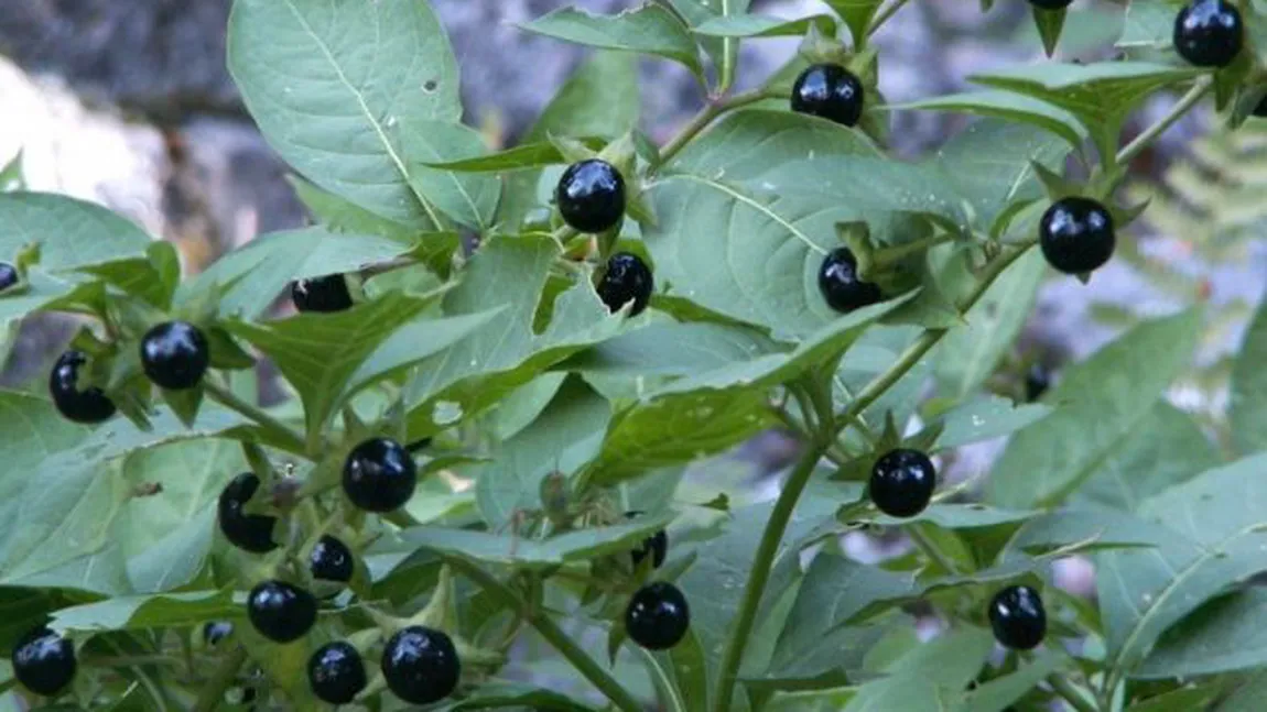 De ce sa eviţi mătrăguna! În ce fel îţi distruge această plantă organismul!