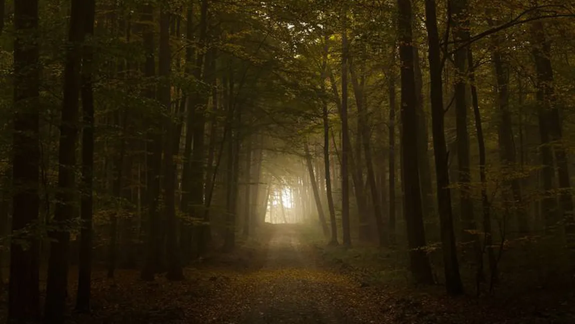 Fetiţa dispărută într-o pădure de lângă localitatea prahoveană Zănoaga a fost găsită UPDATE