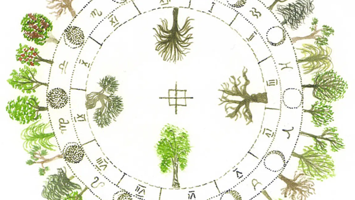 Zodiacul Arborelui, cel mai vechi din lume. Ce arbore te reprezintă în funcţie de data naşterii