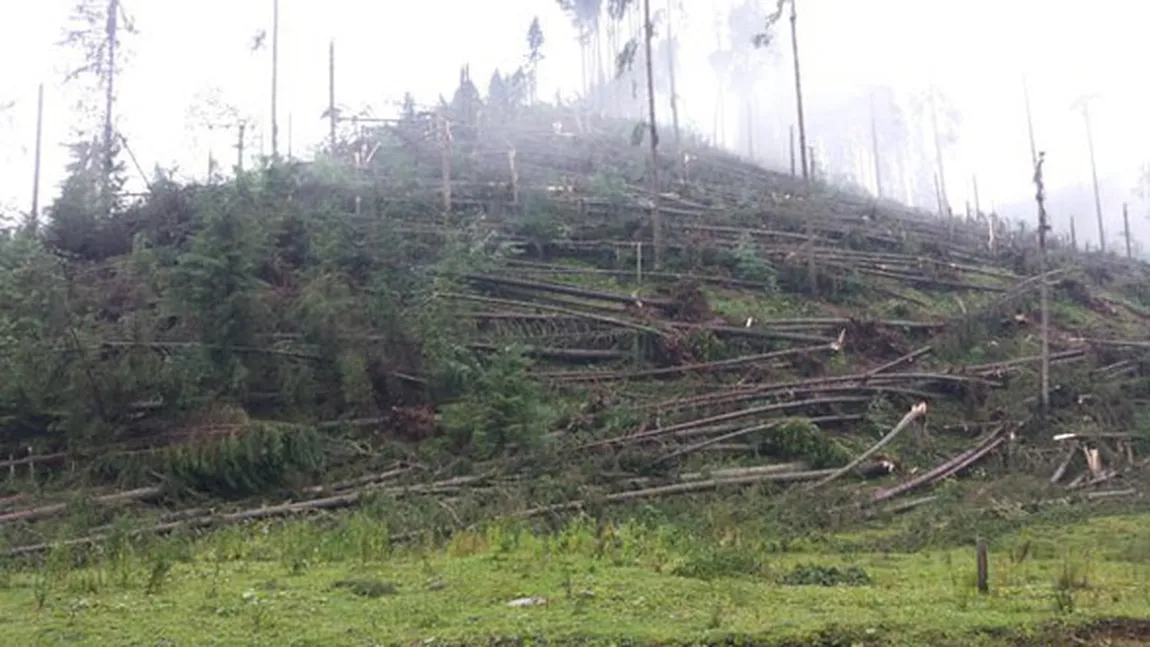 Peste şapte sute de hectare de pădure, doborâte complet de furtunile din ultimele zile, anunţă Romsilva