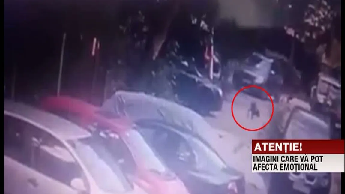 Revoltător: Un câine a fost lovit intenţionat cu maşina VIDEO