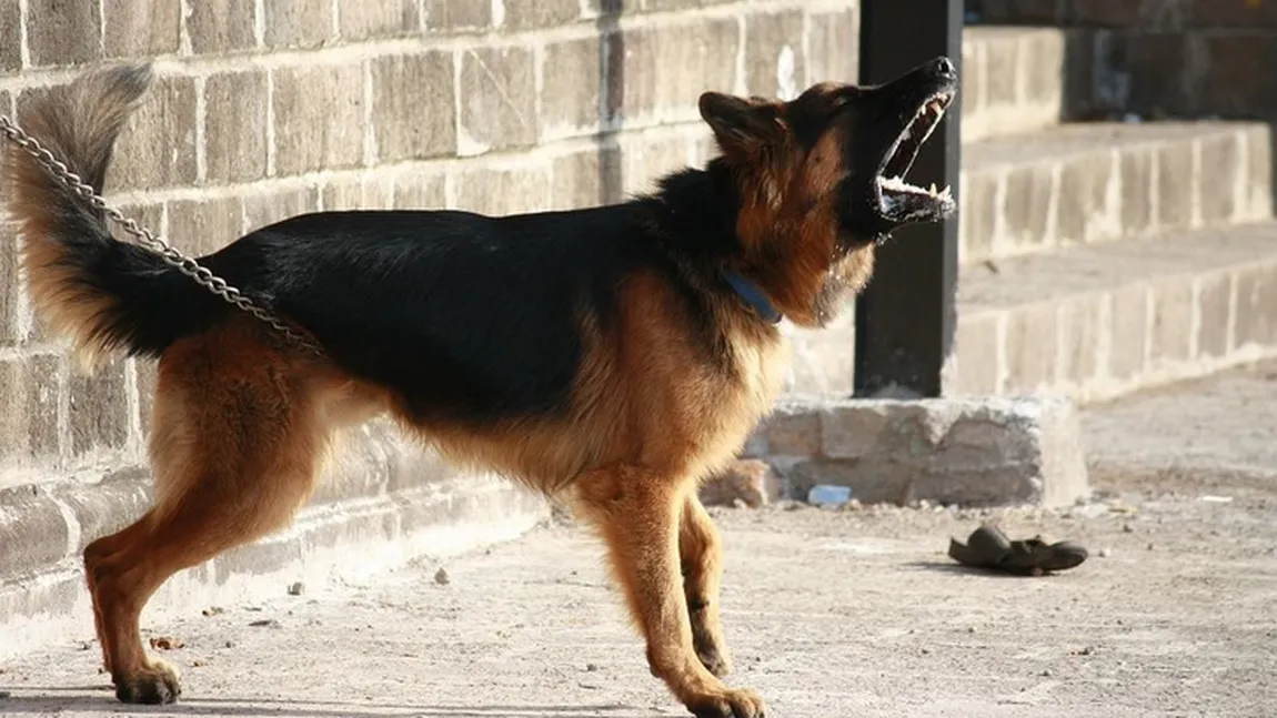 SCENE ŞOCANTE. Un fotbalist român a încercat să se sinucidă cu lanţul de la câine