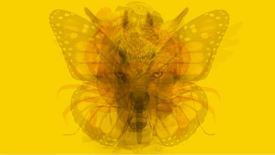 Priveşte cu atenţie imaginea. Ce animal vezi prima dată? Vei afla multe despre tine după ce citeşti semnificaţia răspunsului