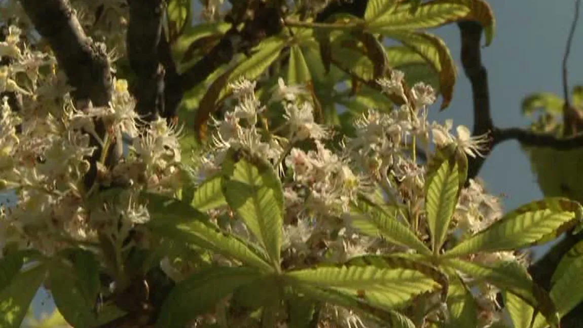 Copaci înfloriţi la început de toamnă. Priveliştile primăvăratice la strânsul recoltei VIDEO
