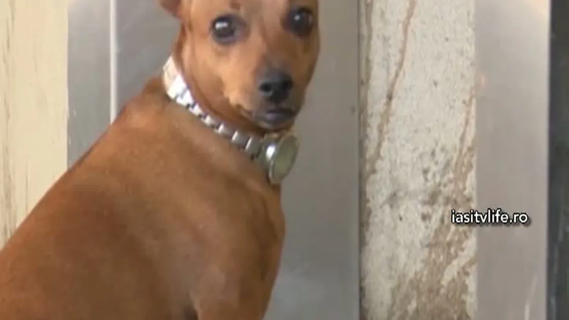 Emoţionant până la lacrimi. Un câine din Iaşi şi-a aşteptat la uşa spitalului stăpânul internat la Urgenţă VIDEO
