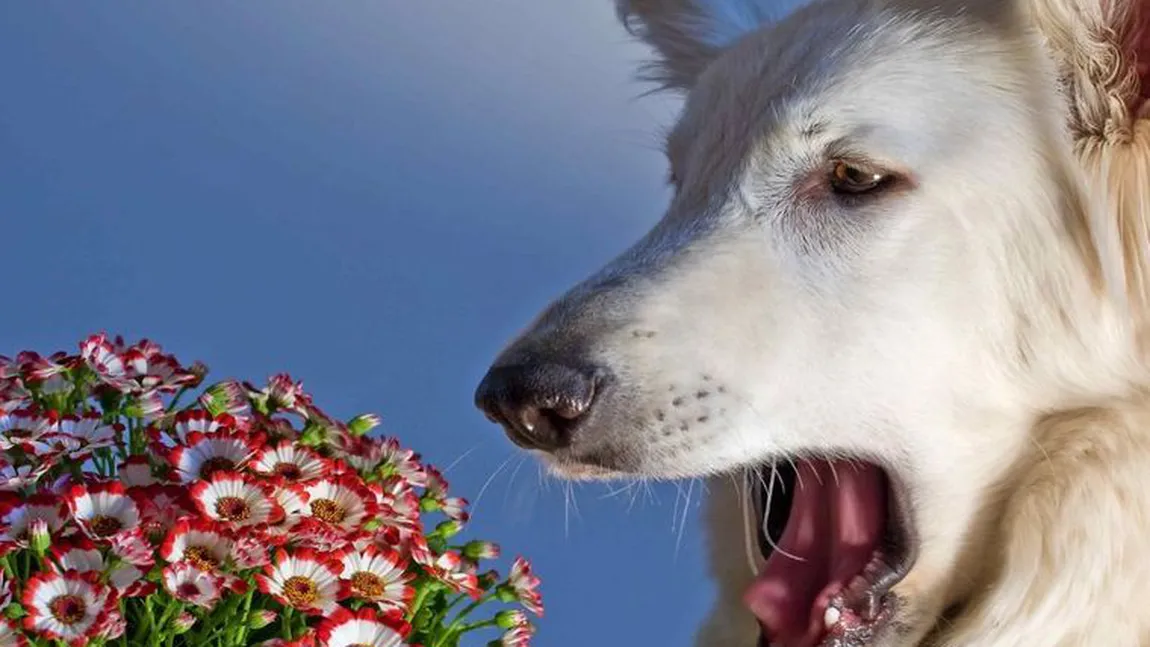 Plante de interior nocive pentru copii şi animale
