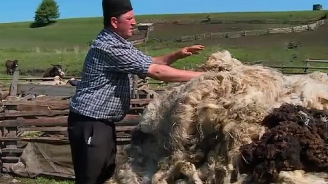 Ministrul Agriculturii Petre Daea: În ţară vor fi opt centre regionale de preluare a lânii: Lâna trebuie valorificată