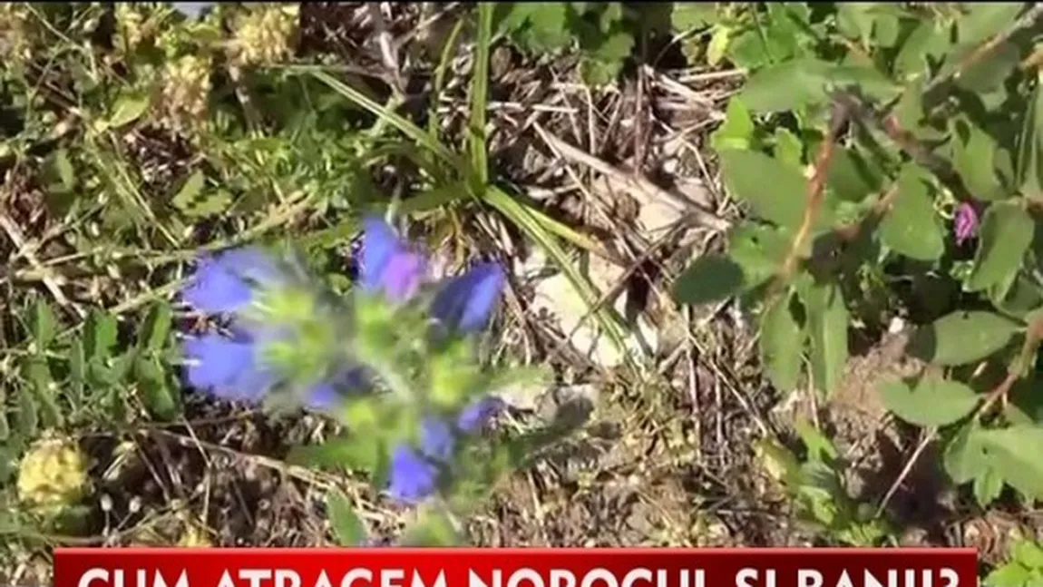 SFANTA MARIA: Ce trebuie sa faci ca să îţi meargă bine tot anul