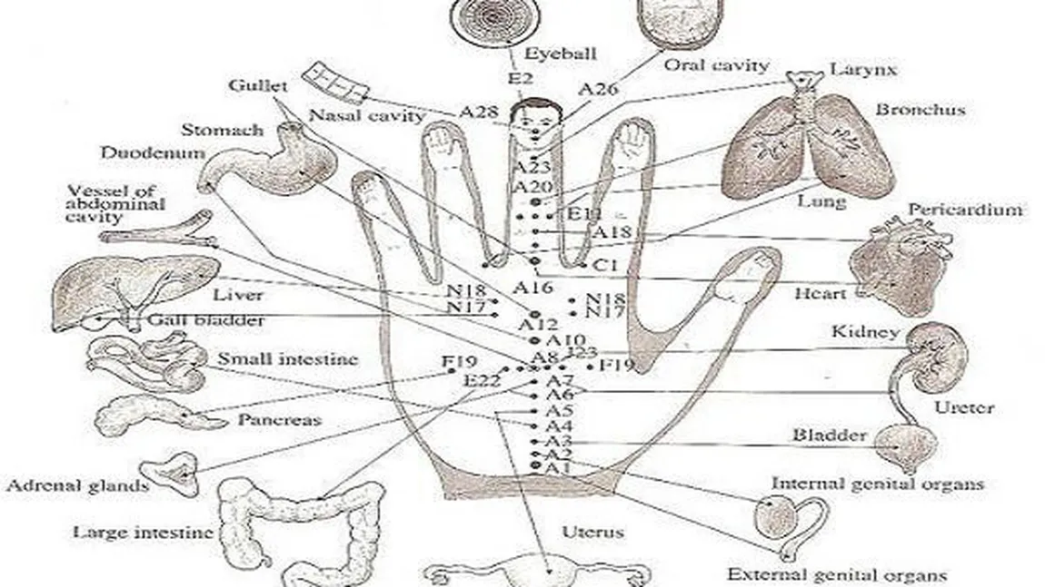 Incredibil! Fiecare deget este conectat cu două organe! Aşa te vindeci rapid în 5 minute!
