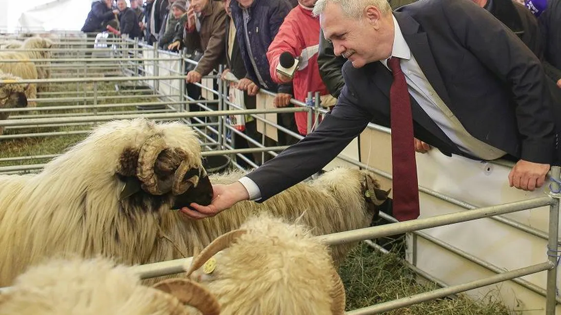 Liviu Dragnea a hrănit animalele, a mâncat cârnaţi şi a probat căciuli de oaie la Indagra FOTO VIDEO